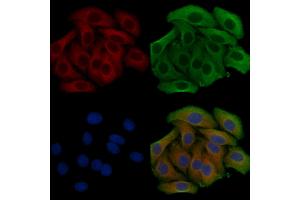 ABIN6259609 and ABIN6275532 staining Hela cells by IF/ICC.