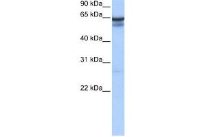 WB Suggested Anti-RFX5 Antibody Titration:  0. (RFX5 antibody  (C-Term))