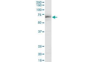 EHD3 polyclonal antibody (A01), Lot # 060703JCS1. (EHD3 antibody  (AA 357-406))
