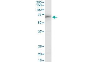 EHD3 polyclonal antibody (A01), Lot # 060703JCS1.