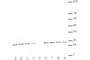 Histone H3 di/trimethyl Lys27 antibody (mAb) specificity data.