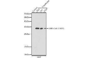 Western blot analysis of extracts of normal 293T cells 293T transfected with NSP3 Protein, using SARS-CoV-2 NSP3 antibody (ABIN7270149) at 1:5000 dilution. (SARS-CoV NSP3 antibody)