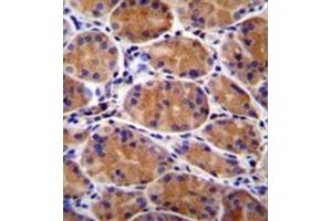 Immunohistochemistry analysis in formalin fixed and paraffin embedded human stomach tissue reacted with GIN1 Antibody (C-term) followed by peroxidase conjugation of the secondary antibody and DAB staining. (GIN1 antibody  (C-Term))