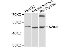 Western blot analysis of extracts of various cell lines, using AZIN1 antibody (ABIN1876074) at 1:3000 dilution. (Antizyme Inhibitor 1 antibody)