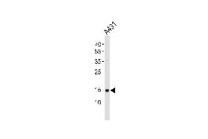 Western blot analysis of lysate from A431 cell line, using POLR2H Antibody (N-term) (ABIN6243172 and ABIN6577586). (POLR2H antibody  (N-Term))