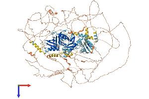 MED1 Protein (AA 1-1581) (His tag)