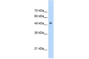 WB Suggested Anti-TCF3 Antibody Titration:  5. (TCF3 antibody  (C-Term))