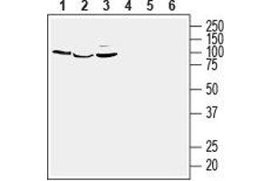 Western blot analysis of human MCF-7 breast adenocarcinoma (lanes 1 and 4), human THP-1 monocytic leukemia (lanes 2 and 5) and human Jurkat T-cell leukemia (lanes 3 and 6) cell line lysates: - 1-3. (GPER antibody  (3rd Extracellular Loop))