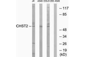 Western blot analysis of extracts from A549/COLO/Jurkat cells, using CHST2 Antibody. (CHST2 antibody  (AA 1-50))