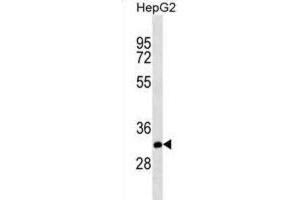 Western Blotting (WB) image for anti-THAP Domain Containing 11 (THAP11) antibody (ABIN2995405) (THAP11 antibody)