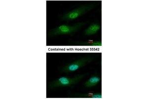 ICC/IF Image Immunofluorescence analysis of paraformaldehyde-fixed HeLa, using IFRD1, antibody at 1:500 dilution. (IFRD1 antibody)