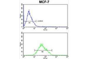 COX5A Antibody (Center) FC analysis of MCF-7cells (bottom histogram) compared to a negative control cell (top histogram). (COX5A antibody  (Middle Region))