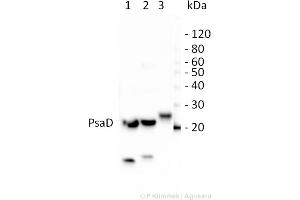 Western Blotting (WB) image for anti-psi-D Subunit of Photosystem I antibody (ABIN5684022) (psi-D Subunit of Photosystem I antibody)