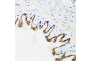 Immunohistochemistry of paraffin-embedded rat lung using KIAA1456 antibody at dilution of 1:200 (40x lens). (KIAA1456 antibody)