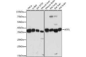 Western blot analysis of extracts of various cell lines, using  Rabbit mAb (ABIN7265406) at 1:1000 dilution. (ATF5 antibody)