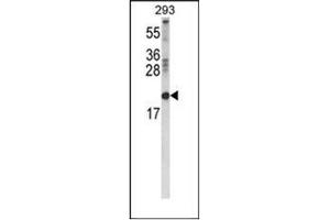 Western blot analysis of RBP2 Antibody (Center) in 293 cell line lysates (35ug/lane).