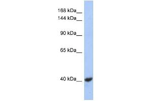WB Suggested Anti-KCNQ2 Antibody Titration:  0. (KCNQ2 antibody  (Middle Region))