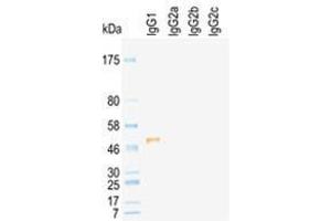 Western Blot of rat immunoglobulins under reducing condition detected by HRP conj ugated KT96 (Mouse anti-Rat IgG2a Antibody (HRP))