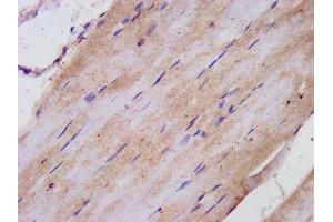 IHC image of ABIN7172251 diluted at 1:300 and staining in paraffin-embedded human skeletal muscle tissue performed on a Leica BondTM system.