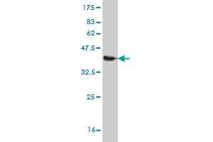 Western Blot detection against Immunogen (37. (S100A11 antibody  (AA 1-105))