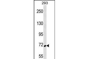 SYK Antibody (ABIN656690 and ABIN2845927) western blot analysis in 293 cell line lysates (35 μg/lane). (SYK antibody  (AA 268-305))