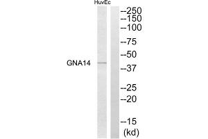 Western blot analysis of extracts from HuvEc cells, using GNA14 antibody. (GNa14 antibody  (N-Term))