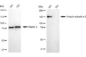 Western blotting analysis using integrin subunit alpha 2 antibody (ABIN7799060).