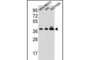 TAS2R1 Antibody (C-term) (ABIN656905 and ABIN2846102) western blot analysis in MDA-M,293,NCI- cell line lysates (35 μg/lane). (TAS2R1 antibody  (C-Term))