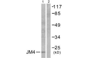 Western Blotting (WB) image for anti-PRA1 Domain Family, Member 2 (PRAF2) (C-Term) antibody (ABIN1848624) (PRAF2 antibody  (C-Term))