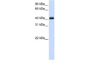 WB Suggested Anti-CANT1 Antibody Titration: 0. (CANT1 antibody  (Middle Region))