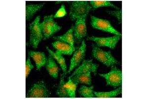 Immunofluorescenitrocellulosee of human HeLa cells stained with PI (Red) and monoclonal anti-Maspin antibody (1:500) with Alexa 488 (Green). (SERPINB5 antibody  (AA 1-375))