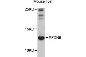 Western blot analysis of extracts of mouse liver, using PFDN6 antibody (ABIN4904737) at 1:1000 dilution.