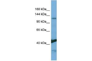 Host:  Rabbit  Target Name:  NINL  Sample Type:  Hela Whole Cell lysates  Antibody Dilution:  1. (NINL antibody  (Middle Region))