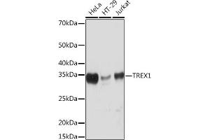 Western blot analysis of extracts of various cell lines, using TREX1 Rabbit mAb (ABIN7270814) at 1:1000 dilution. (TREX1 antibody)