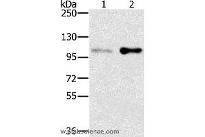 Western blot analysis of HT-29 and 293T cell, using SLTM Polyclonal Antibody at dilution of 1:400