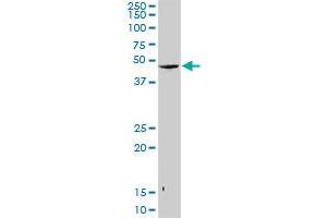 SNUPN MaxPab rabbit polyclonal antibody. (Snurportin 1 antibody  (AA 1-360))