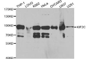 Western Blotting (WB) image for anti-Kinesin Family Member 2C (KIF2C) antibody (ABIN1876637) (KIF2C antibody)
