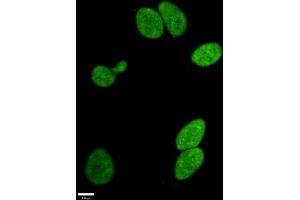 Immunofluorescence (IF) image for anti-Histone Cluster 1, H3a (HIST1H3A) (H3R17me) antibody (ABIN7127303)