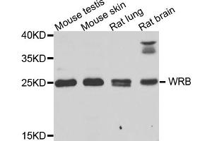 Western blot analysis of extracts of various cell lines, using WRB antibody (ABIN5974453) at 1/1000 dilution. (WRB antibody)