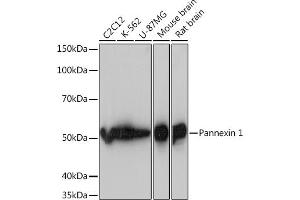 Western blot analysis of extracts of various cell lines, using Pannexin 1 Rabbit mAb (ABIN7269168) at 1:1000 dilution. (PANX1 antibody)