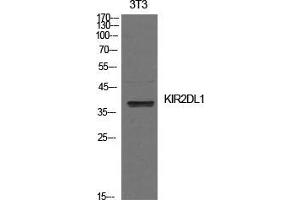 Western Blot (WB) analysis of NIH-3T3 cells using CD158a Polyclonal Antibody. (KIR2DL1 antibody  (Internal Region))