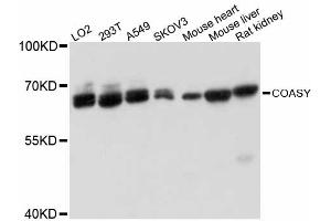 Western blot analysis of extracts of various cell lines, using COASY antibody (ABIN6291955) at 1:3000 dilution. (COASY antibody)