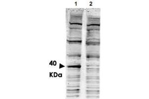 Western blot using PACRG polyclonal antibody  shows detection of aband ~ 40 KDa corresponding to human PACRG (arrowhead lane 1). (PACRG antibody  (AA 204-215))