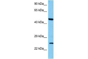 Host:  Mouse  Target Name:  CLDN16  Sample Tissue:  Mouse Kidney  Antibody Dilution:  1ug/ml
