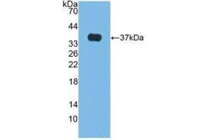 Figure. (Alkaline Phosphatase antibody  (AA 18-335))