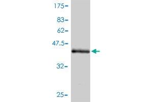 Western Blot detection against Immunogen (45. (Endothelin 2 antibody  (AA 1-178))