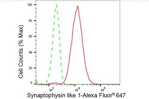Flow cytometric analysis of Synaptophysin like 1 expression in HeLa cells using Synaptophysin like 1 antibody (ABIN7800486), 1:2,000). (Recombinant SYPL1 antibody)