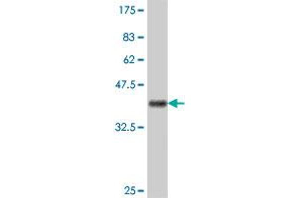 NFRKB antibody  (AA 90-197)