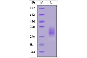 Fed Human EMMPRIN, His Tag on  under reducing (R) condition. (CD147 Protein (AA 22-205) (His tag,FITC))