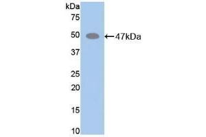 Detection of Recombinant ELN, Mouse using Polyclonal Antibody to Elastin (ELN) (Elastin antibody  (AA 266-443))